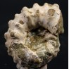 Fósil douvilleiceras inequinodum
