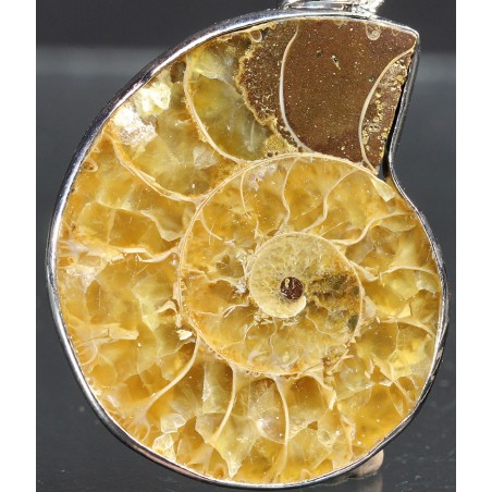 Colgante de ammonite Colgante de ammonite