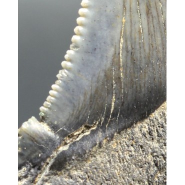 Fósil carcharocles auriculatus