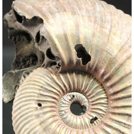 Ammonite Kosmoceras phaeinum Ammonite Kosmoceras phaeinum