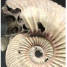 Ammonite Kosmoceras phaeinum