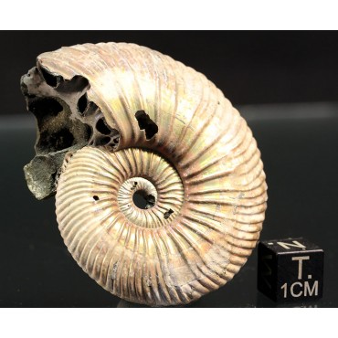 Ammonite Kosmoceras phaeinum