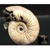 Ammonite Kosmoceras phaeinum