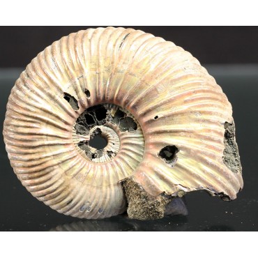 Ammonite Kosmoceras phaeinum