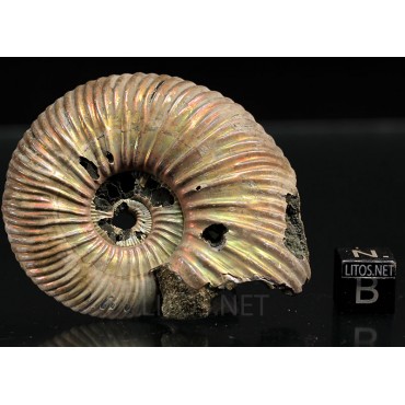 Ammonite Kosmoceras phaeinum