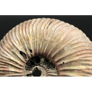 Ammonite Kosmoceras phaeinum