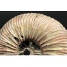 Ammonite Kosmoceras phaeinum