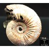 Ammonite Kosmoceras phaeinum